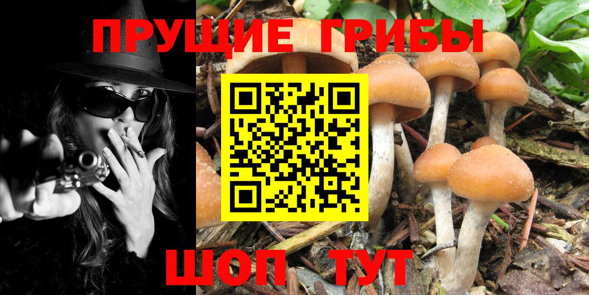 Псилоцибиновые грибы мицелий Артёмовский